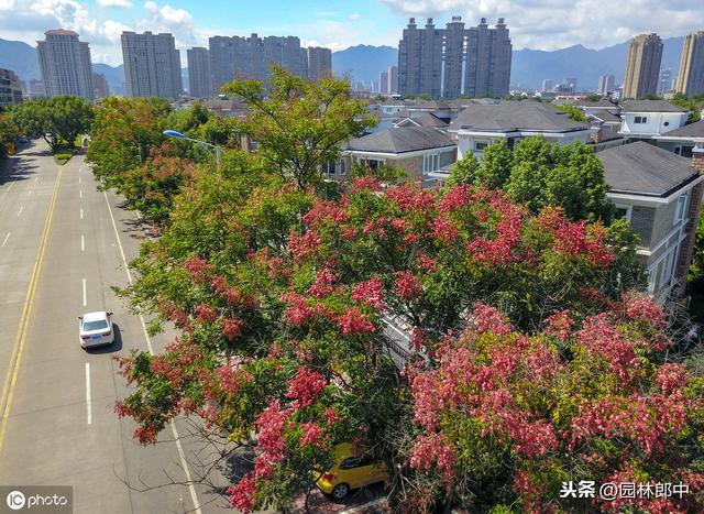 栾树落花、落果时很难清扫，为何还被作为城市绿化树种使用？