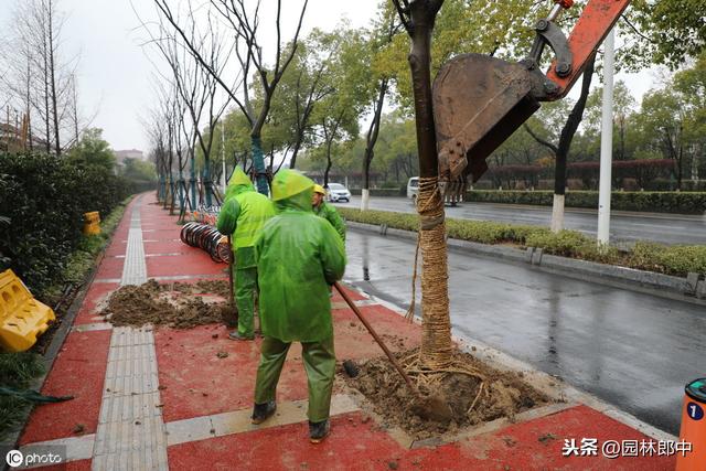 这6类苗木遇到大风，很容易被吹倒、或吹折，如何才能有效预防？