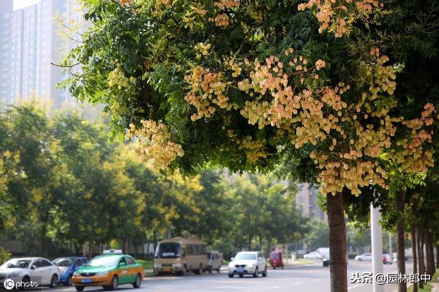 栾树落花、落果时很难清扫，为何还被作为城市绿化树种使用？