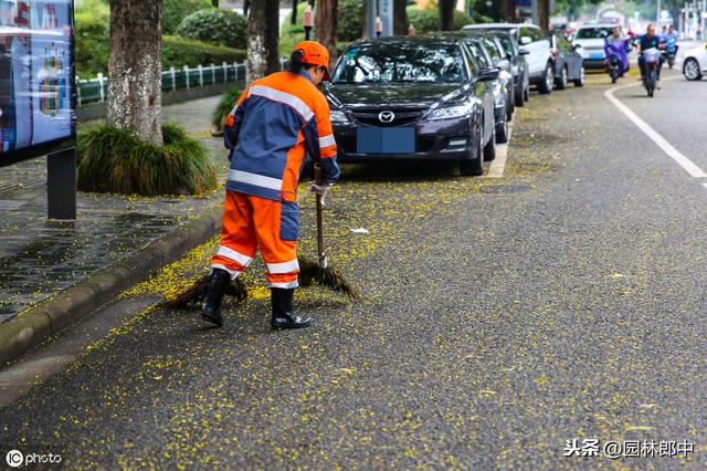 栾树落花、落果时很难清扫，为何还被作为城市绿化树种使用？