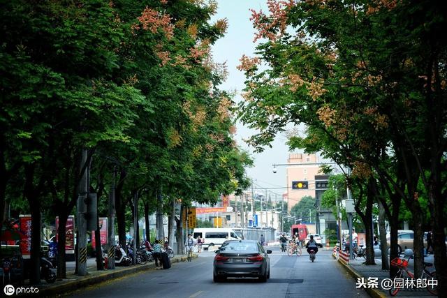 栾树落花、落果时很难清扫，为何还被作为城市绿化树种使用？