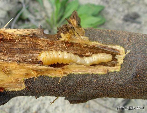这6类苗木遇到大风，很容易被吹倒、或吹折，如何才能有效预防？