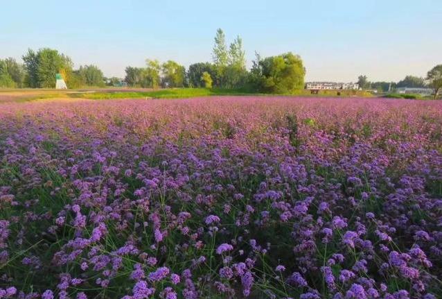 海南发展花卉产业；​中国花卉种植面积达2445万亩