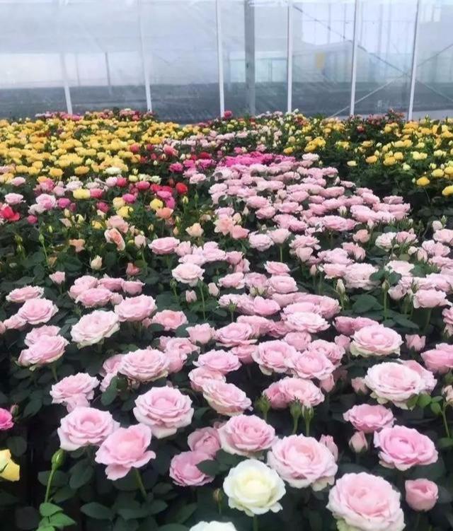 海南发展花卉产业；​中国花卉种植面积达2445万亩