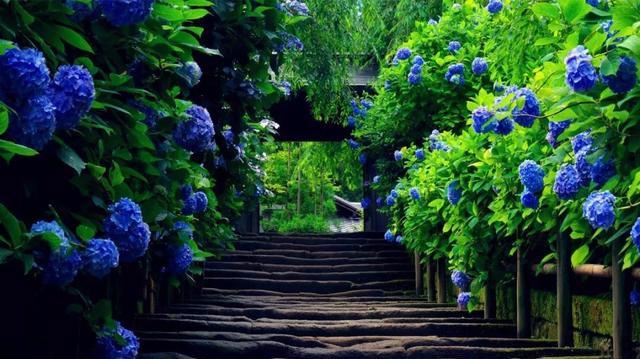海南发展花卉产业；​中国花卉种植面积达2445万亩