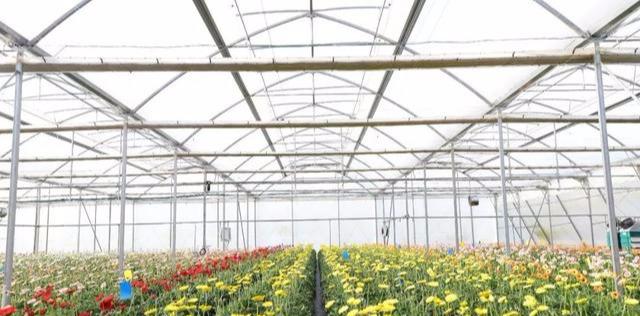 海南发展花卉产业；​中国花卉种植面积达2445万亩