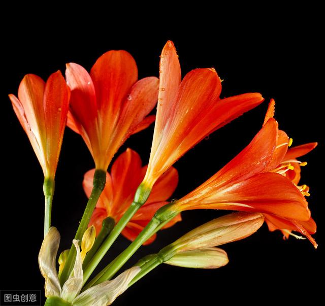 现在盛开的7种花，花盆深浅有讲究，种错了开花少，叶黄根烂