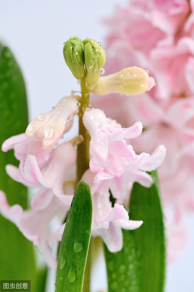适合12月栽种的4种花，春节赏花正当时，再不种就晚了