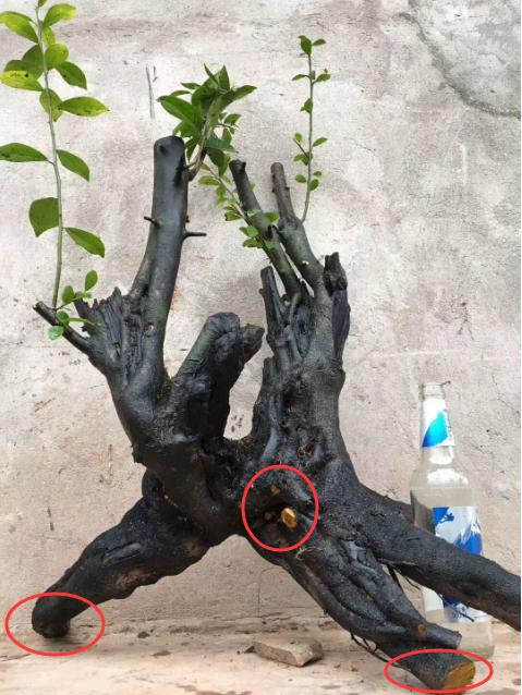 移栽金弹子下山桩正当时，做好5步工作，成活率有保证