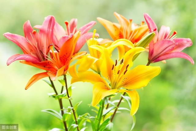 适合12月栽种的4种花，春节赏花正当时，再不种就晚了