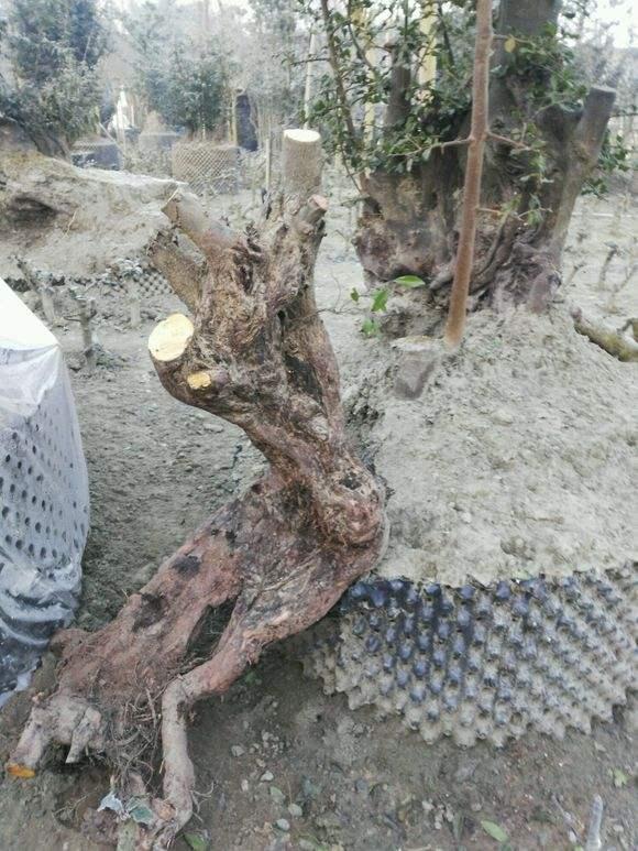 移栽金弹子下山桩正当时，做好5步工作，成活率有保证