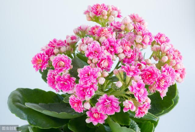 现在盛开的7种花，花盆深浅有讲究，种错了开花少，叶黄根烂