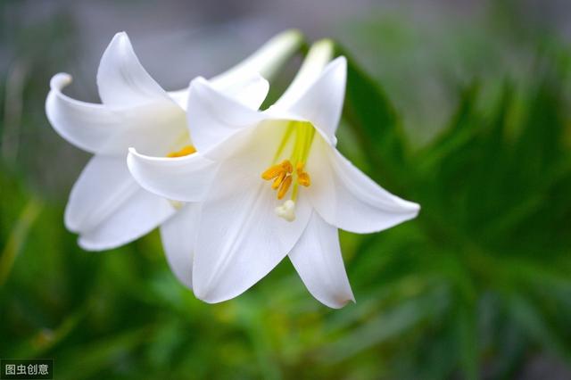 适合12月栽种的4种花，春节赏花正当时，再不种就晚了
