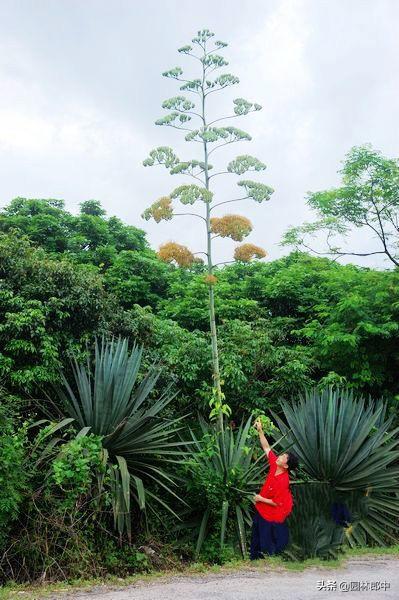 这种植物路边很常见，常常被误认为剑麻，其实它叫——凤尾丝兰