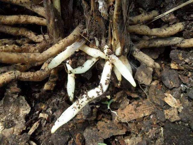 兰花底肥怎么加？重点考虑1件事，肥效立竿见影，叶茂花多