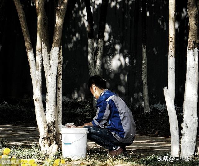 园林行业树干涂白存在哪些误区，如何选择涂白剂效果才能更好？
