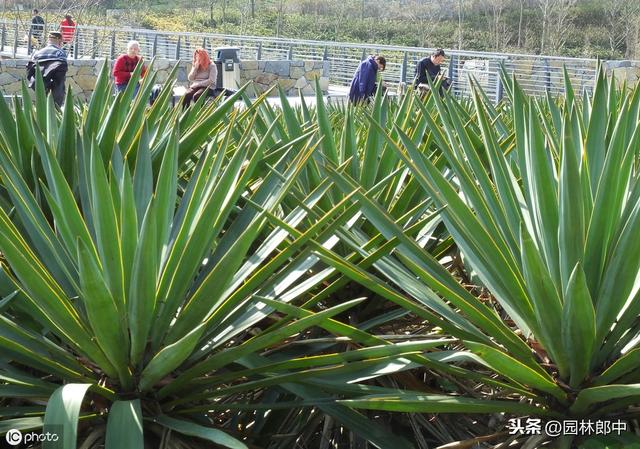 这种植物路边很常见，常常被误认为剑麻，其实它叫——凤尾丝兰
