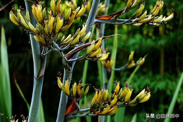 这种植物路边很常见，常常被误认为剑麻，其实它叫——凤尾丝兰