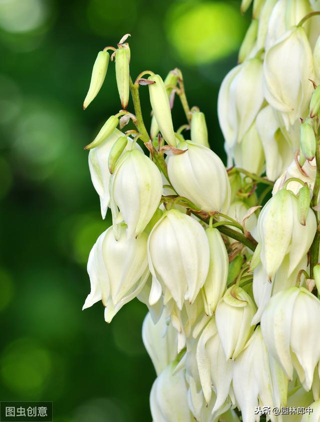 这种植物路边很常见，常常被误认为剑麻，其实它叫——凤尾丝兰