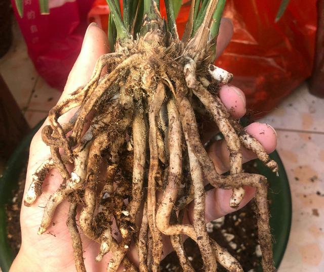论腐殖土对兰花的重要性！生长不旺，开花少，可以从这里找原因