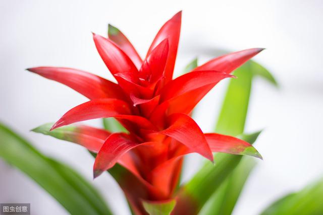 这4种花是“一次性”的，注意观赏的时效性，钱花得才值