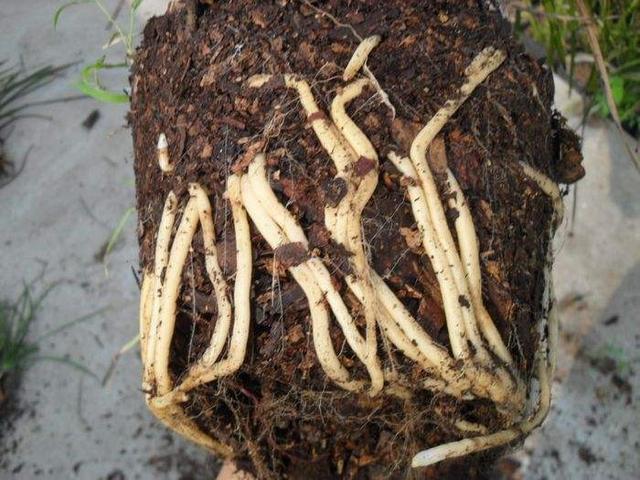 论腐殖土对兰花的重要性！生长不旺，开花少，可以从这里找原因