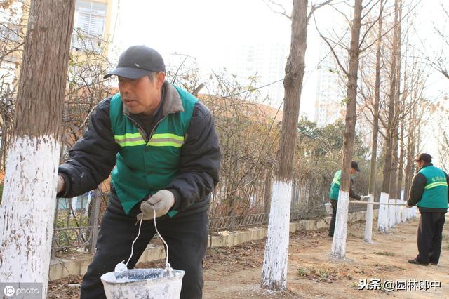 园林行业树干涂白存在哪些误区，如何选择涂白剂效果才能更好？