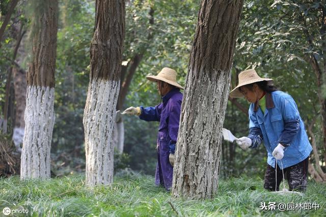 园林行业树干涂白存在哪些误区，如何选择涂白剂效果才能更好？