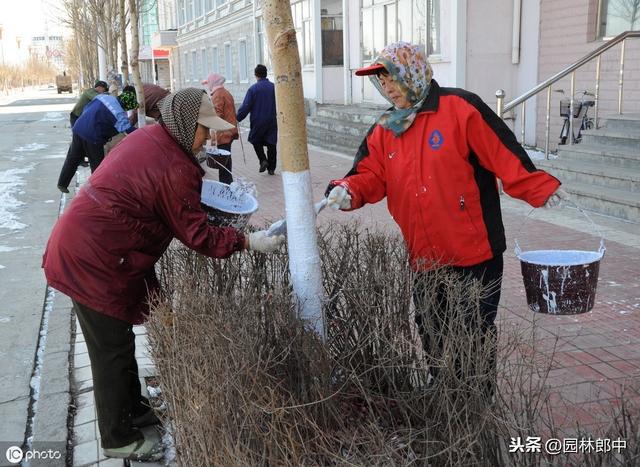 园林行业树干涂白存在哪些误区，如何选择涂白剂效果才能更好？
