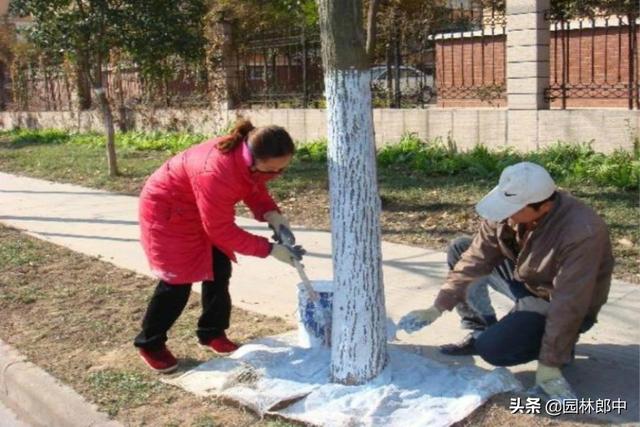 园林行业树干涂白存在哪些误区，如何选择涂白剂效果才能更好？