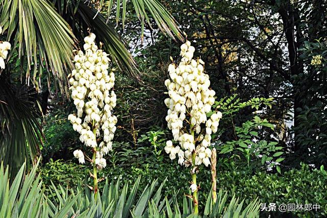 这种植物路边很常见，常常被误认为剑麻，其实它叫——凤尾丝兰
