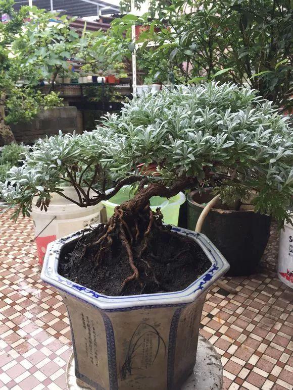 一间房2盆花，不招蚊虫不招病，干净又清爽，值得养几盆