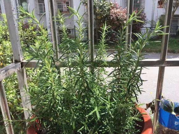 一间房2盆花，不招蚊虫不招病，干净又清爽，值得养几盆