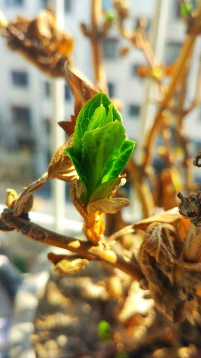 冬天养绣球花，最低温度不低于这个数，否则容易冻死，来年无花看