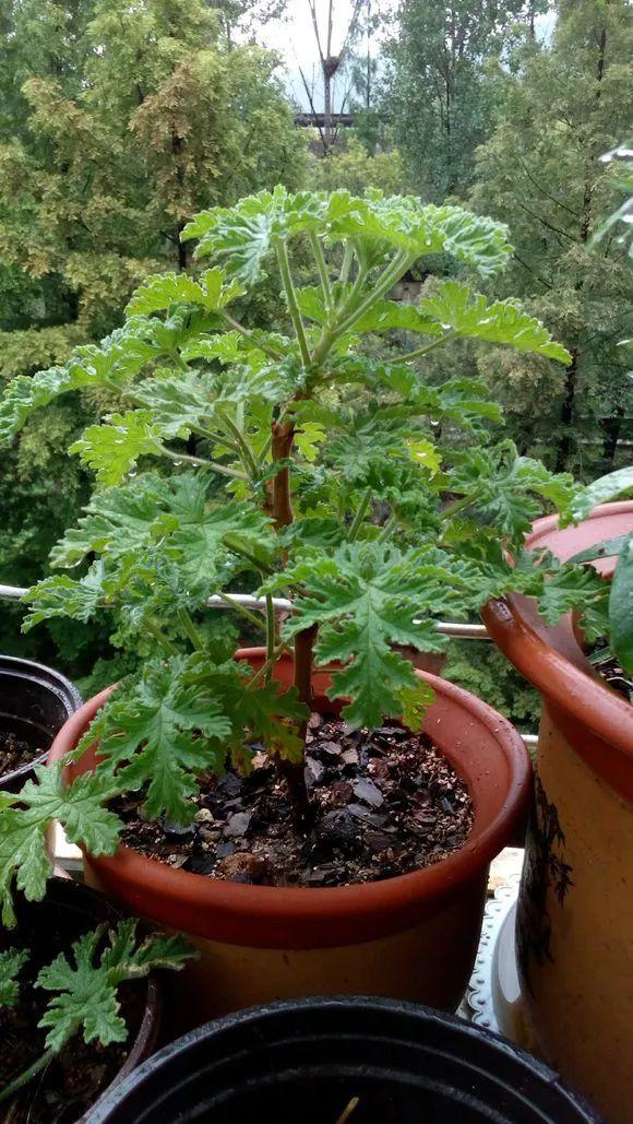 一间房2盆花，不招蚊虫不招病，干净又清爽，值得养几盆