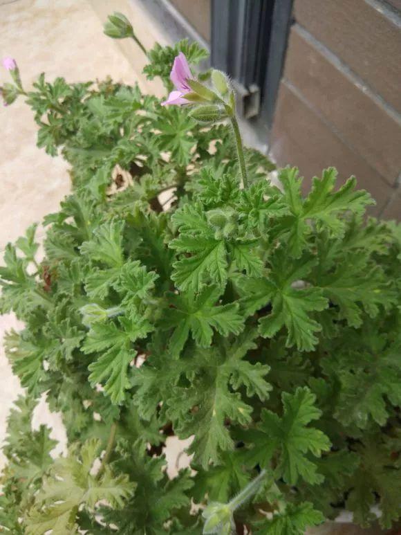 一间房2盆花，不招蚊虫不招病，干净又清爽，值得养几盆