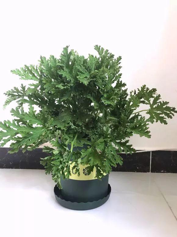 一间房2盆花，不招蚊虫不招病，干净又清爽，值得养几盆