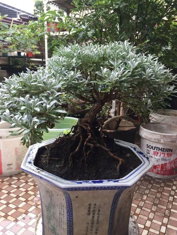 一间房2盆花，不招蚊虫不招病，干净又清爽，值得养几盆