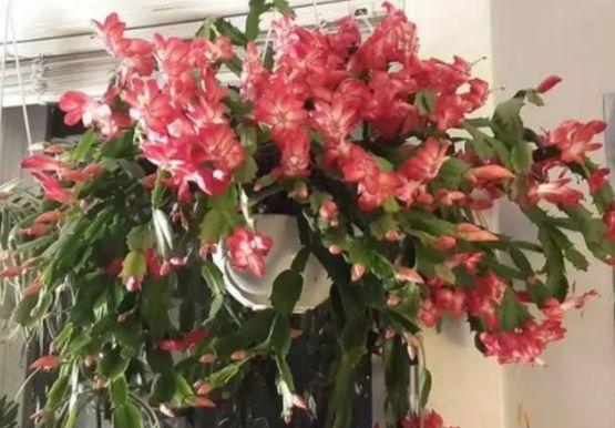 老花农养花秘籍：蟹爪兰这样养，想不开花都难