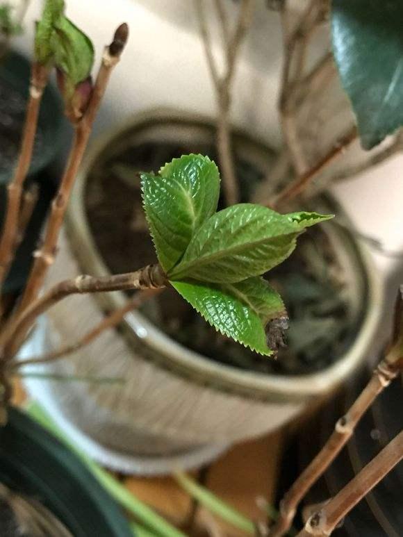 冬天养绣球花，最低温度不低于这个数，否则容易冻死，来年无花看