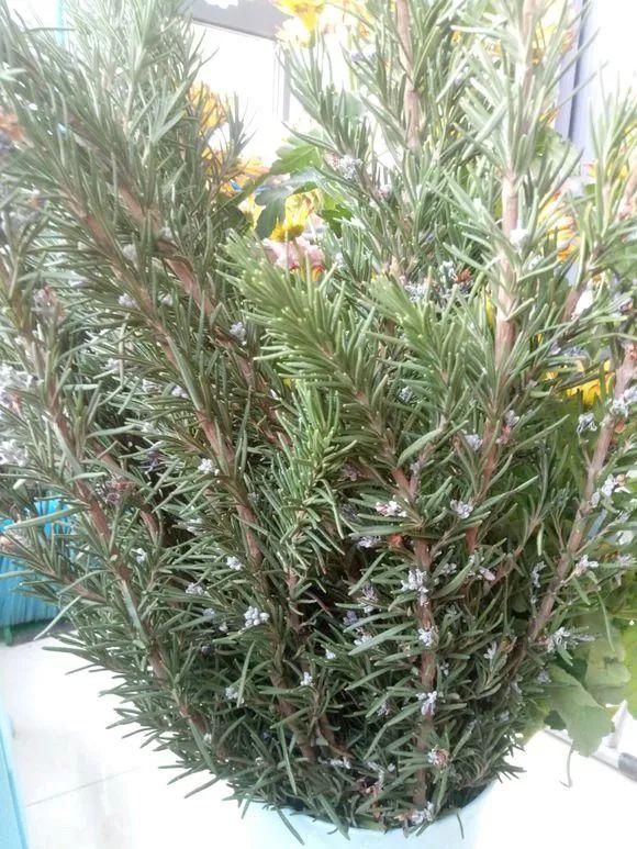 一间房2盆花，不招蚊虫不招病，干净又清爽，值得养几盆