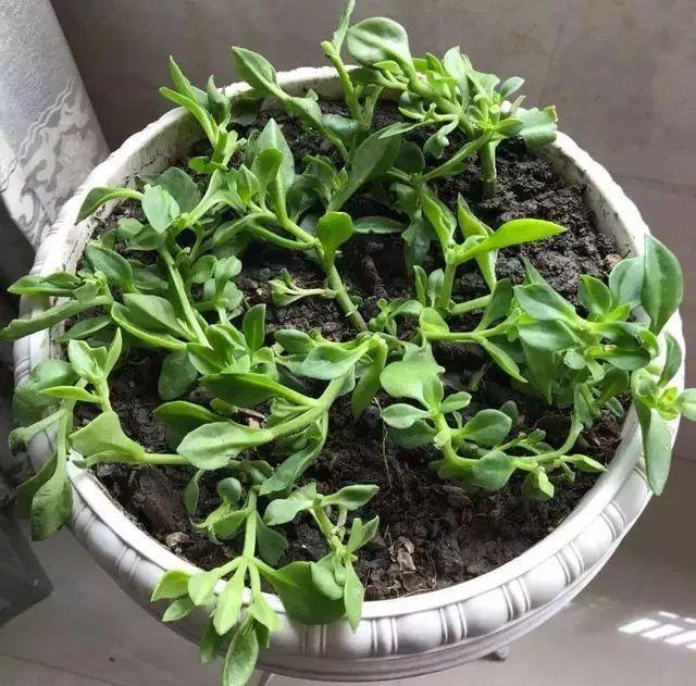 好花有好土，什么土壤养花好？老花农告诉你好选择