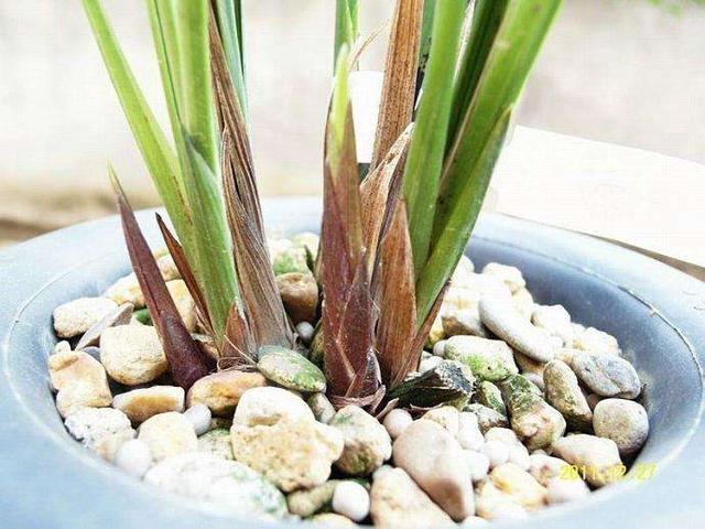 预防兰花消苞正当时，南北侧重点不同，6大原因，1招解决