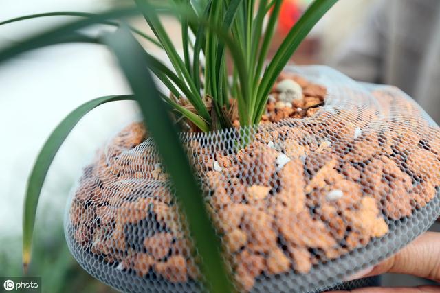 预防兰花消苞正当时，南北侧重点不同，6大原因，1招解决