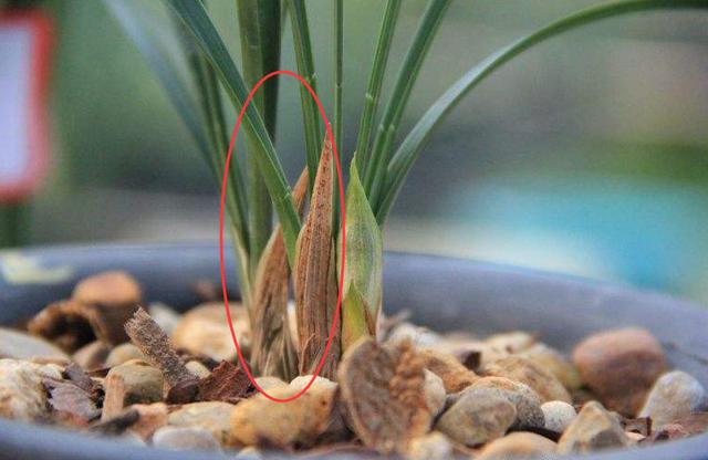 预防兰花消苞正当时，南北侧重点不同，6大原因，1招解决