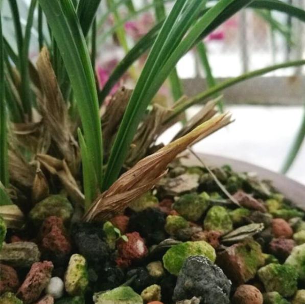 预防兰花消苞正当时，南北侧重点不同，6大原因，1招解决