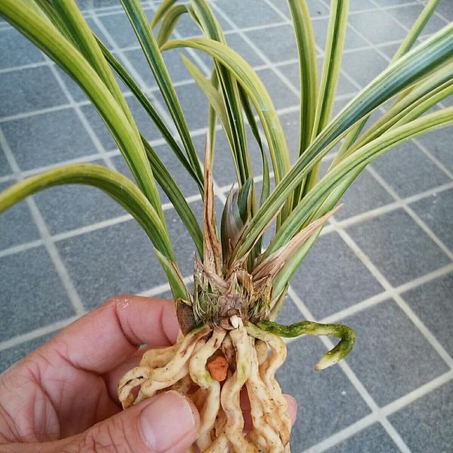 预防兰花消苞正当时，南北侧重点不同，6大原因，1招解决