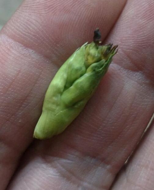 预防兰花消苞正当时，南北侧重点不同，6大原因，1招解决