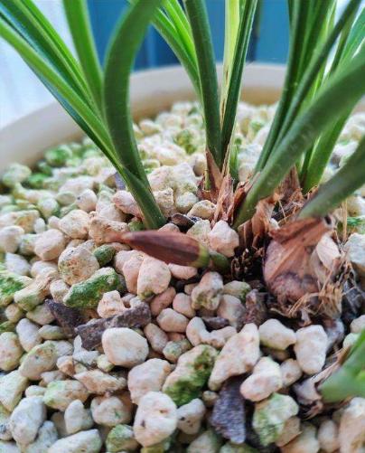 预防兰花消苞正当时，南北侧重点不同，6大原因，1招解决