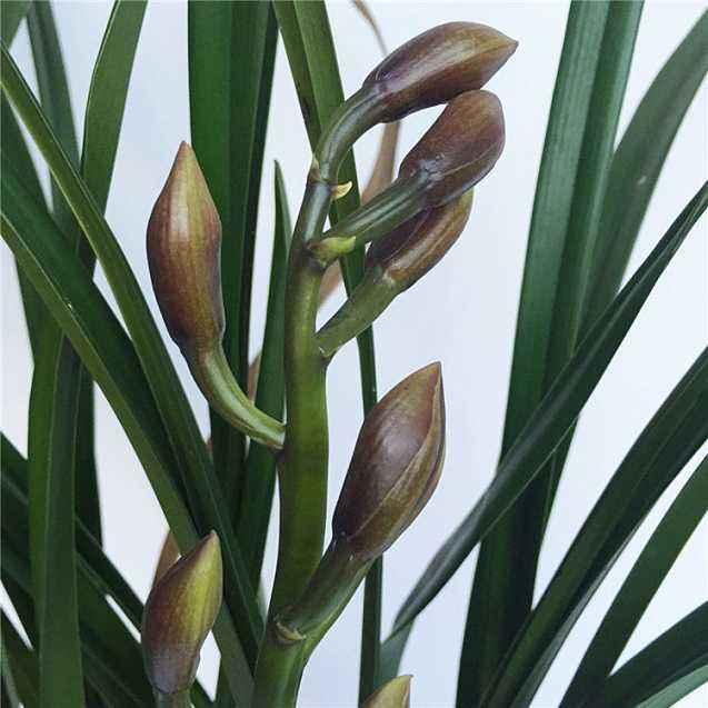 新买的大花蕙兰做好3个“不”，叶子翠绿，花开富贵迎新春